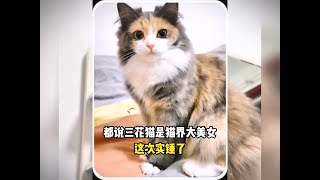 都说三花猫是猫界大美女，这下实锤了 #宠物故事 #动物故事 #暖心故事