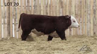 Topp Herefords Lot 70