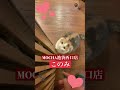 🐱このみ🐱　猫カフェmocha池袋西口店　 マンチカン♀ 　2024 1 1 撮影分　 日替わり猫カフェにゃんこ