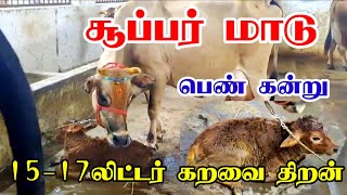 அதிக கரவைத்திரனில் ஜெர்சி கன்று மாடு விற்பனைக்கு வந்ததுள்ளது இரண்டாம் ஈத்து மாடு jersey cow sale