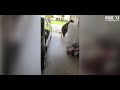 Watch: Hungry bear rummages through Florida homeowner's fridge for snack