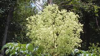 aralia spinosa in flower with pollinators