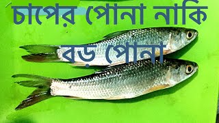 Fish fingerling of over wintering or first growing!! চাপের পোনা নাকি চলতি ব্যাচের বড় পোনা!! Abeed