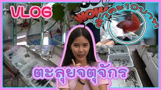 Vlog ตะลุย!!โซนขายปลาสัตว์น้ำตลาดจตุกจักร ตามล่าของแต่งตู้ปลา!!