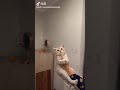 너무 귀여운 고양이 와 비누방울 shorts cat