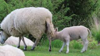 Lammetjes in de vroege ochtend in het Dwingelderveld