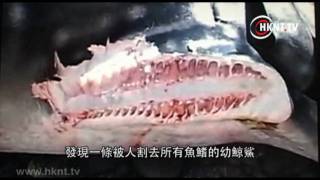 幼鯨鯊慘遭奪鰭　網民籲停食魚翅