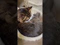 まったりと眠そうな猫のさくら🐱🌸🍑 sakura the cat looks sleepy and calm cat 猫 shorts