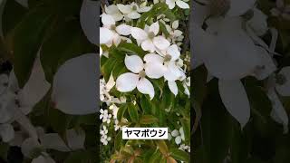 ヤマボウシ、白色の花、ハナミズキに似ている