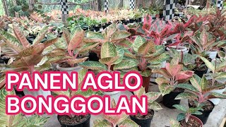 Gas Los bonggolan panen Sendiri br garden