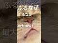 ふるなび腹話術　 ねこ　 猫　 貴乃花　 腹話術　 ふるなび　 いっこく堂