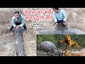 नेपाल को सबै भन्दा ठूलो अजिङ्गर सर्प लाई बाघ ले मार्यो nepal snake rescue team #viralvideo