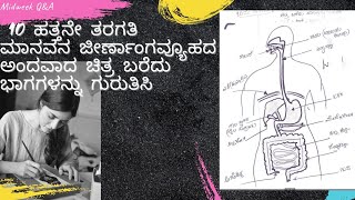 ಮಾನವನ ಜೀರ್ಣಾಂಗ ವ್ಯೂಹದ ಅಂದವಾದ ಚಿತ್ರ humans digestive system. 10th class SSLC science diagram