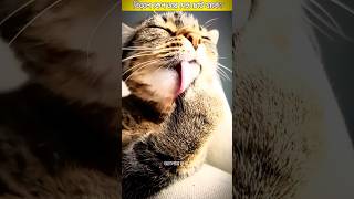 বিড়াল কেন তার দেহ চেটে থাকে | cats | #shorts #shortsfeed #shortvideo #short #facts #আলোর_কূপ