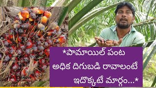 Palm oil cultivation in telugu పామాయిల్ పంట అధిక దిగుబడి రావాలంటే ఇదొక్కటే మార్గం..Full Episode