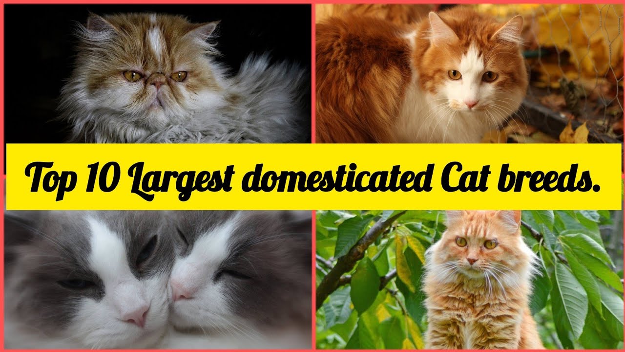 Top 10 Largest Domesticated Cat Breeds. - YouTube