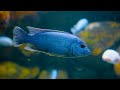 akvarijní 4k video ultra hd 🐠 krásné ryby z korálového útesu poklidná hudba 53