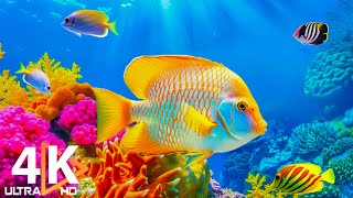 Aquarium 4K VIDEO (ULTRA HD) 🐠 Beautiful Coral Reef Fish - Peaceful Music \u0026 Colorful Marine Life #53