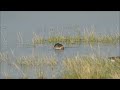 bean geese