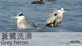 蒼鷺洗澡 Grey heron (20221227) 4K