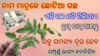 ନାମ ମାତ୍ରକେ ଛୋଟିଆ ଗଛ ଏହି ଗଛ ଯଦି ମିଳିଯାଏ ଚୁପ୍ ଚାପ୍ ଆଣନ୍ତୁ ସବୁ ସମସ୍ୟା ଦୂର ହେବ #tecbigyanodia#tbcodia