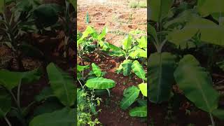 ഒരു കുഴിയിൽ 3 വാഴകൾ വീതമുള്ള കൃഷി. Three b anana Plants in one Pit