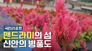 신안 병풍도에 '맨드라미' 2백만 송이 활짝 [국민리포트]