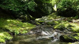 [Sounds of Nature] Pleasant sounds of a river in the mountains