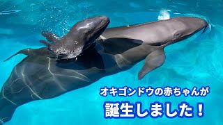 オキゴンドウの赤ちゃんが誕生しました！