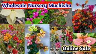 Bougainvillea just rupees 99/- online sale from Kolkata nursery