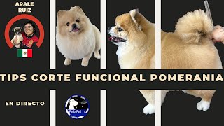 TIPS en DIRECTO para hacer un corte funcional de un POMERANIA con ARALE RUIZ