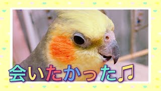 【インコ】AKB48会いたかった♫でごきげん