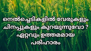 പുളിപ്പുള്ള മണ്ണിലും നെൽച്ചെടികൾക്ക് ശക്തമായ വേരുപടലം...