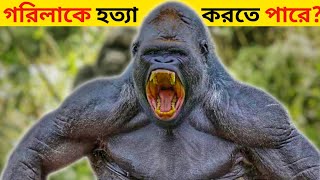 ৬টি প্রাণী যারা! একটি গরিলাকে পরাজিত করতে পারে | 6 animals that Can defeat a gorilla | Aminur Mir