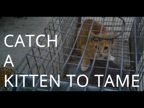 Catching and Taming a Wild Kitten - Day 0 Catching and Taming a Wild Kitten - Day 0