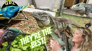 CYCLURA (Rock Iguanas) MAKE THE *BEST* PET REPTILE!!!