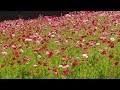 【4k】2023 05 06 横須賀くりはま花の国のポピーが咲いています。yokosuka kurihama flower country poppies