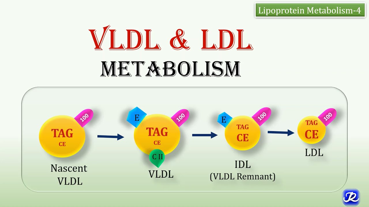 3: VLDL, LDL Metabolism | Lipoprotein Metabolism | Biochemistry | N'JOY ...