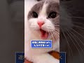 ネッコの動画見てニヤケたら負けwww 猫 猫のいる暮らし ねこ 動物 可愛い 2ch動物スレ 2ch