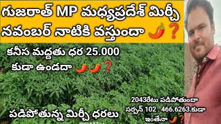 గుజరాత్ మధ్యప్రదేశ్ మిర్చీ నవంబర్ నెలకే వస్తుందా రేట్లు తగ్గుతాయా #subscribe #Arjun vlogs#