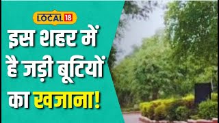 Natural Herbs : इस गांव की जड़ी बूटी जड़ से खत्म करती है सारी बीमारियां #Local18