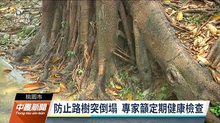 桃園青埔路樹突倒塌造成騎士手部擦傷 調查發現是白蟻惹禍｜20211123 公視中晝新聞