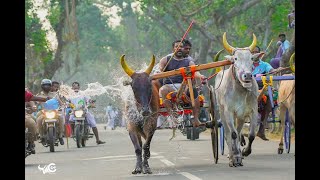 வைரிவயல் கரிச்சான்மாடு பரபரப்பான ஓட்டு