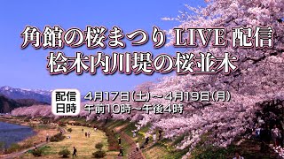 【4月19日】角館の桜まつり_桧木内川堤の桜並木