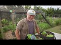 GroStik Trial On Lettuce Seedlings