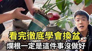 一換盆就爛根？一定是這件事沒做好！保姆級教程帶你一次學會換盆【禪藝綠植工作室】