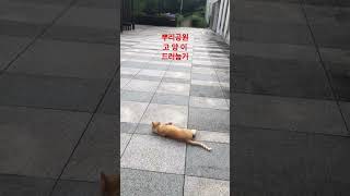 #뿌리공원 #고양이 #드러눕기