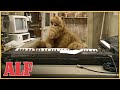 ALF Can't Get Any Satisfaction | S1 Ep8 Clip