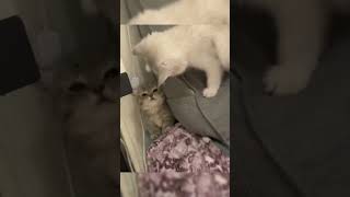 small cats funny video #funny #viral #respect #foryou #trending #animals #500subs #reels