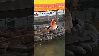 Shri Budhanilkantha Temple,kathmandu,Nepal |बूढानीलकण्ठ मन्दिर |#shortsvideo #shorts #youtubeshorts